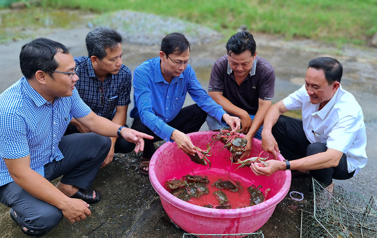 Bí thư huyện ủy Năm Căn (giữa) kiểm tra mô hình nuôi thủy sản mang lại hiệu quả cao ở xã Đất Mới, huyện Năm Căn.