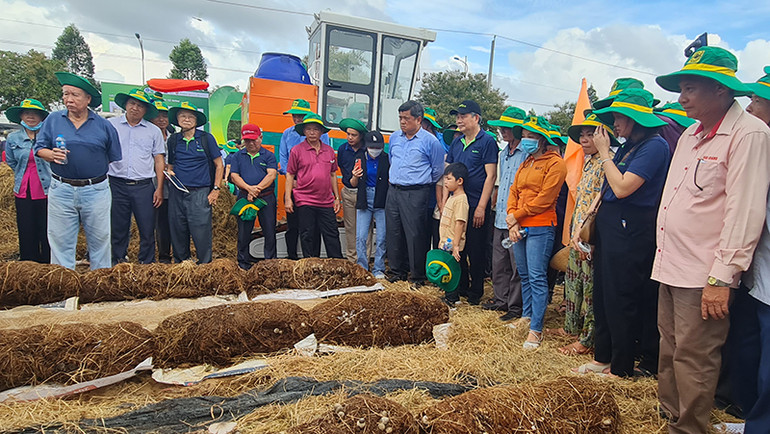 Mô hình trồng nấm rơm. Mô hình trồng nấm rơm.