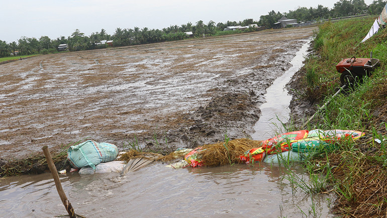 Nhiều diện tích lúa thu-đông mới gieo sạ bị chết do mưa dầm từ bão số 1 Nhiều diện tích lúa thu-đông mới gieo sạ bị chết do mưa dầm từ bão số 1