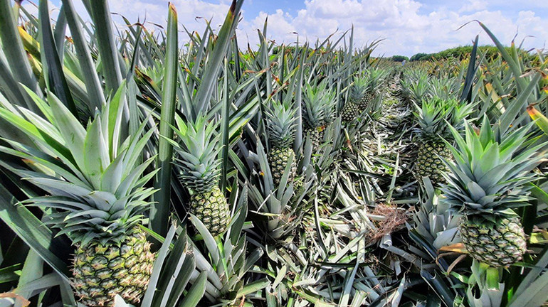 Dứa (khóm) MD2 được trồng ở xã Phương Bình, huyện Phụng Hiệp (Hậu Giang).