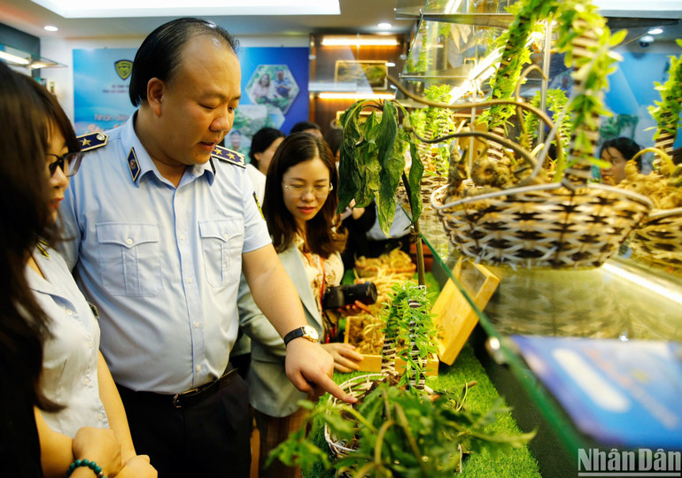 Tổng Cục trưởng Quản lý thị trường Trần Hữu Linh thông tin về sản phẩm sâm Ngọc Linh.