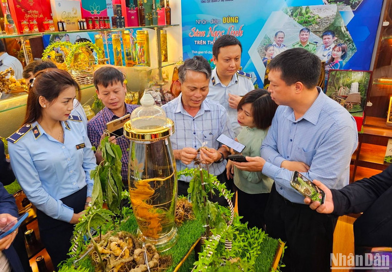 Hướng dẫn nhận diện sản phẩm sâm Ngọc Linh.