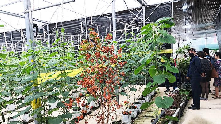 Tham quan mô hình trồng trọt hiện đại tại Sunfood DaLat Co.op. Chuyển đổi số nông nghiệp Tây Nguyên cần thêm lực đẩy -0