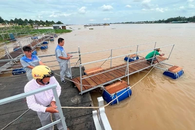 Ông Trương Minh Hải làm các cầu phao bao quanh khu vực bến sông đình vừa bảo vệ cá, vừa làm lối đi cho khách tham quan.