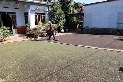 Nông dân huyện Cư Kuin (tỉnh Đắk Lắk) phơi hồ tiêu sau khi thu hoạch. (Ảnh TTXVN)