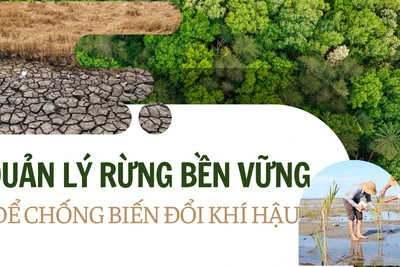 Quản lý rừng bền vững để chống biến đổi khí hậu
