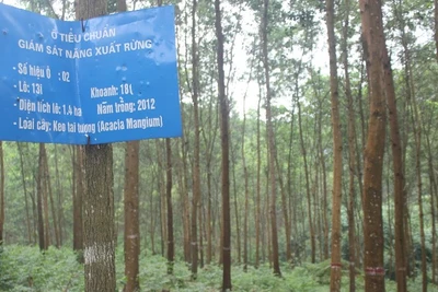 Keo tai tượng, loài cây được trồng với vai trò cải tạo môi trường sinh thái.