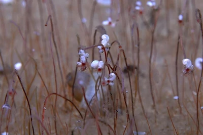 Giun ống được chụp ở rãnh Kamchatka. (Ảnh: Viện nghiên cứu khoa học và công trình biển-Viện khoa học Trung Quốc)