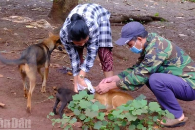 Cần đẩy mạnh tiêm phòng trên chó để phòng bệnh dại.