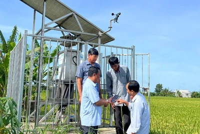 Sản xuất lúa ứng dụng công nghệ thông minh tại xã Tân Xuân (tỉnh Vĩnh Long) mang lại hiệu quả kinh tế cao.