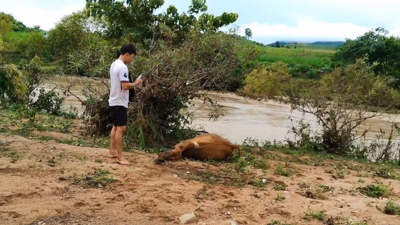 Mưa lớn khiến mực nước các suối ở xã Tây Sơn, phía đông tỉnh Đắk Lắk dâng cao làm hàng chục trâu, bò, dê của người bị chết.