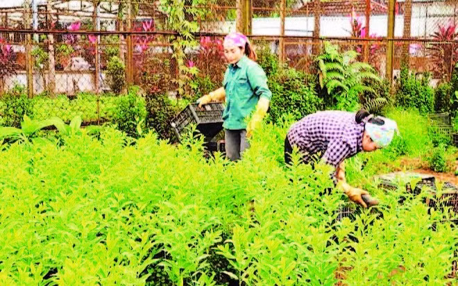 Phát triển sinh kế cho nhân dân ở vùng đệm Vườn quốc gia Ba Vì. (Ảnh: HẢI LÂM)