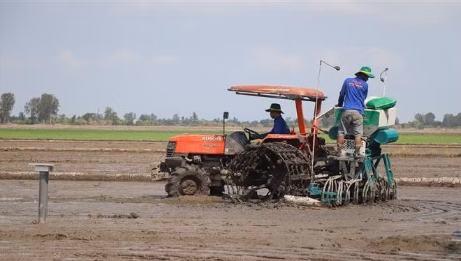Cánh đồng 1 triệu ha lúa chất lượng cao, giảm phát thải áp dụng cơ giới hóa sạ hàng giúp giảm lượng giống gieo sạ xuống còn 60kg/ha. (Ảnh: Thu Hiền - TTXVN)