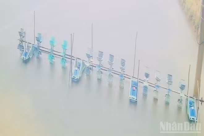 Nước xi-măng và nước bẩn gây ô nhiễm diện tích nuôi tôm của một số người dân, trong đó làm tôm thẻ nuôi bán công nghiệp của ông Lê Thành Công ở phường Vĩnh Trạch (Cà Mau) chết. (Ảnh: TRỌNG DUY)