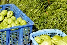 Biến tấu với su su 