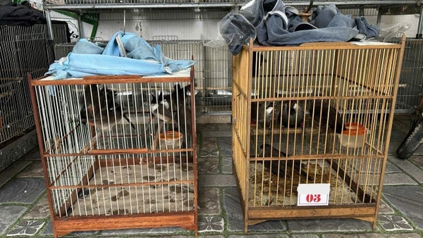 Lực lượng chức năng thành phố Huế tịch thu nhiều cá thể chim hoang dã tại nhà riêng của một người buôn bán chim cảnh, sau khi nhận được tin báo từ người dân về các bài đăng rao bán chim trái phép trên mạng xã hội của người này. (Ảnh: ENV)