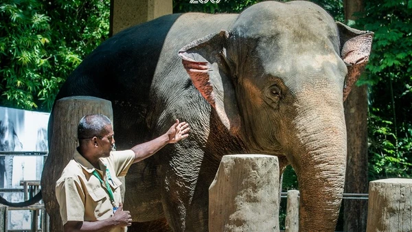 Hướng dẫn viên giới thiệu về loài voi tại Vườn thú Yangon. (Nguồn: Vườn thú Yangon)