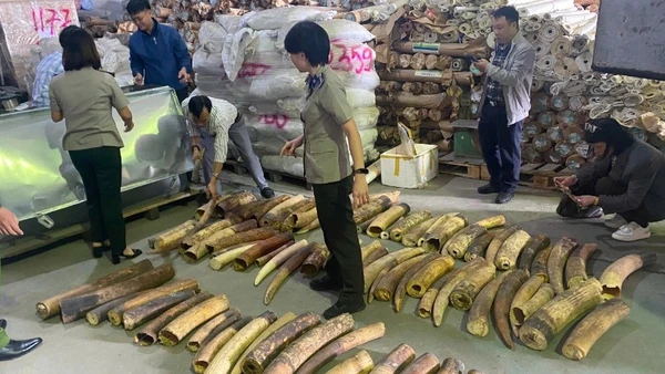 Số lượng lớn ngà voi tang vật vụ án chuẩn bị tiêu hủy. (Ảnh: ENV)