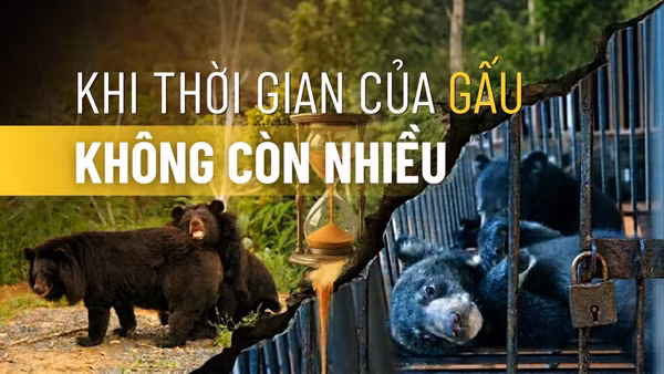 Khi thời gian của gấu không còn nhiều