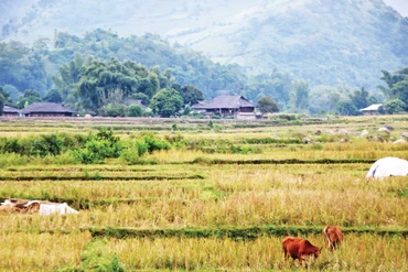 Cánh đồng lúa Tú Lệ sau mùa gặt.