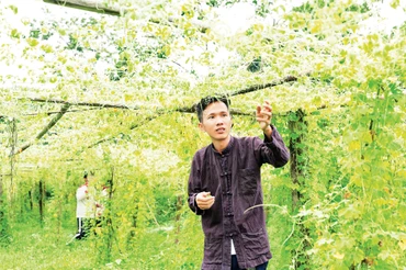 Nguyễn Quốc Hoàng chọn cây mướp đắng rừng để trồng và phát triển trên diện tích lớn. Ảnh: Quốc Hoàng