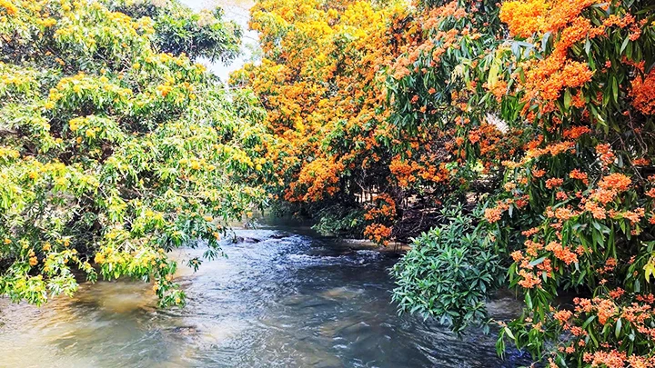 Sắc hoa trang bên suối