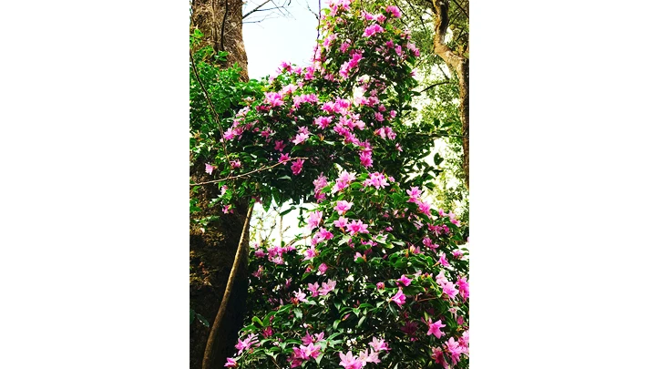 Mùa đỗ quyên trong mây