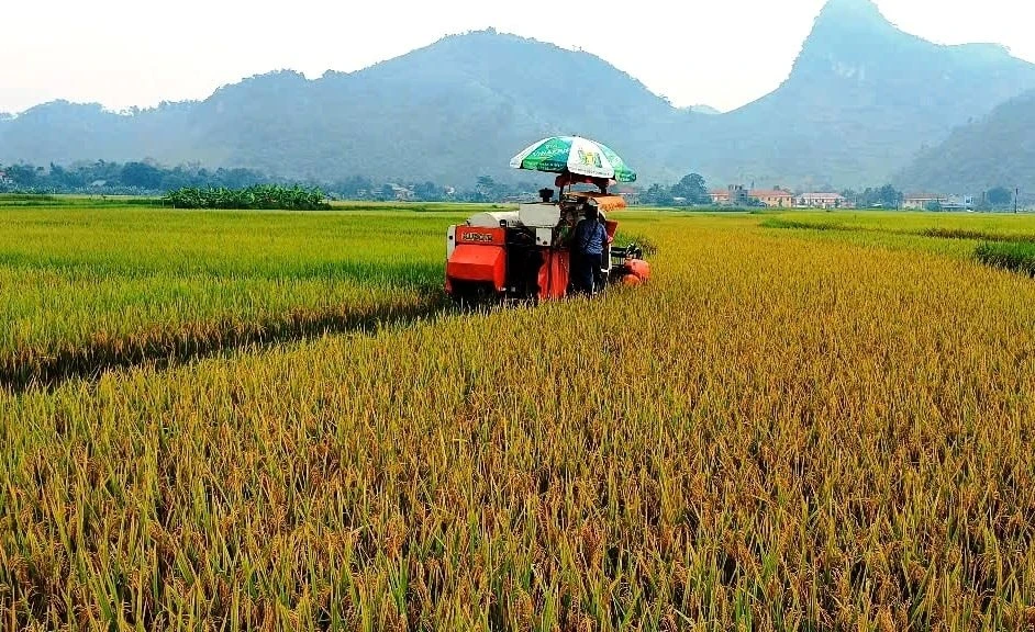 Đồng ruộng Chiềng Ken hôm nay.