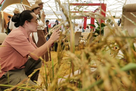 Công chúng cảm nhận hương của lúa giữa không gian trưng bày nghệ thuật “Cất cánh từ cội nguồn”.