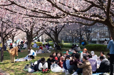 Du khách chiêm ngưỡng vẻ đẹp hoa anh đào - một biểu tượng mùa xuân của Nhật Bản. (Ảnh: TTXVN)