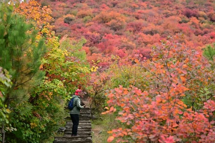 Khách du lịch tận hưởng mùa thu ở Bắc Kinh, Trung Quốc. (Ảnh: TÂN HOA XÃ)