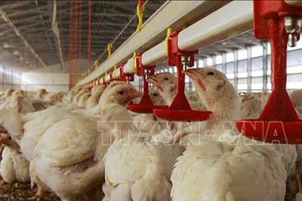 Dịch cúm gia cầm độc lực cao bùng phát ở Na Uy