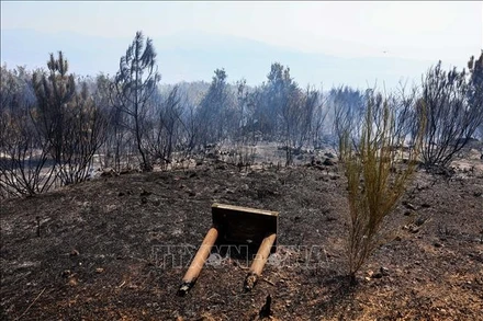 Khu vực bị tàn phá do cháy rừng tại Naples, Italy ngày 11/8/2025. (Ảnh: THX/TTXVN)