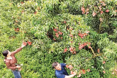 Vải thiều tại xã Tân Sơn, Bắc Ninh (Ảnh NGUYỄN HƯỞNG) 