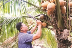 Nông dân Nguyễn Thanh Vũ bên vườn dừa hữu cơ. (Ảnh TRẦN TRUNG)