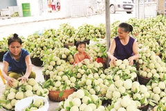 Chợ na Nghĩa Phương nhộn nhịp mỗi sáng.