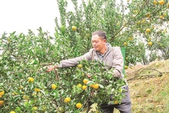 Với hơn 700 ha, Mường Khương là vùng trồng quýt lớn nhất tỉnh Lào Cai.