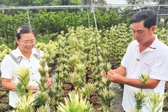 Vợ chồng anh Nguyễn Văn Phúc chăm sóc vườn tùng giống.