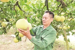 Ông Đỗ Khắc Thỏa có công lớn trong xây dựng thương hiệu bưởi Soi Hà.