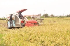 Lúa nếp nhung Tam Sơn vào vụ thu hoạch.