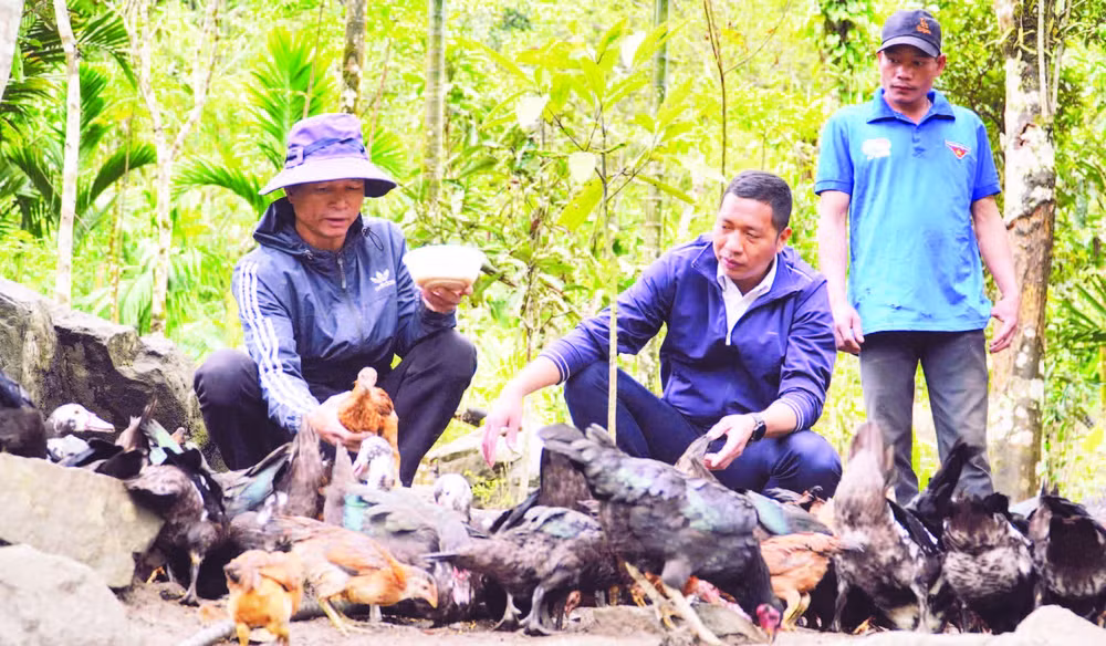 Thầy giáo Phạm Quang Hướng (giữa) hướng dẫn các hộ ở thôn 4, xã Trà Tập chăn nuôi gà.