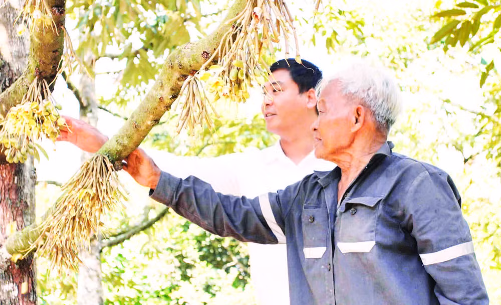 Ông Cao Đạm, người dân tộc Raglai cùng cán bộ xã Khánh Sơn kiểm tra cây sầu riêng đậu quả tại vườn
