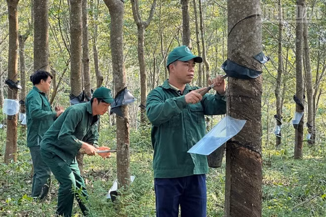 Công nhân Công ty cổ phần cao-su Điện Biên cạo mủ tại vườn cây trên địa bàn xã Chiềng Sinh. (Ảnh: LÊ LAN)