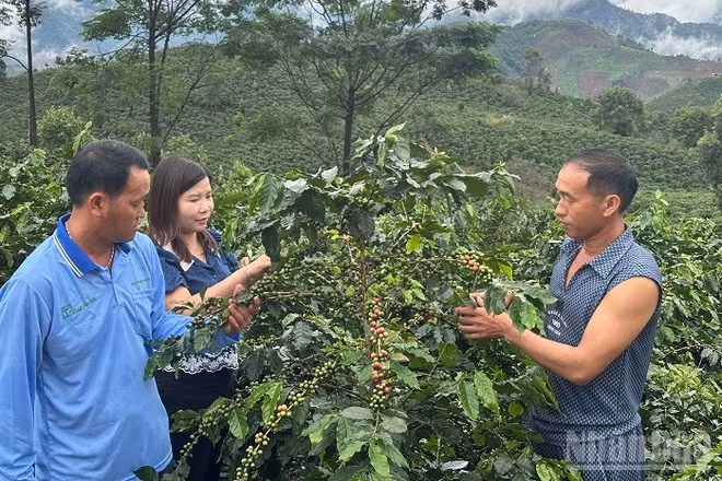 Cán bộ Trung tâm Dịch vụ tổng hợp xã Quài Tở (Điện Biên) hướng dẫn người dân bản Chế Á cách hái chọn quả cà-phê chín để không ảnh hưởng cây. (Ảnh: LÊ LAN)