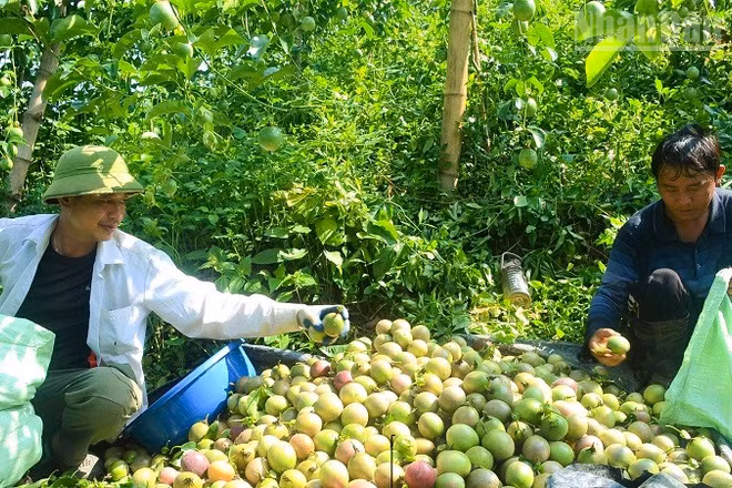 Người dân bản Pa Pốm, phường Điện Biên Phủ thu hoạch chanh leo được trồng thử nghiệm theo mô hình. (Ảnh: LÊ LAN)