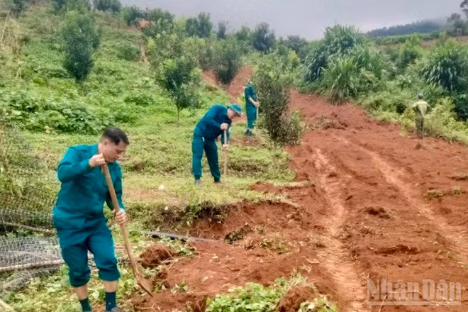 Dân quân tự vệ xã Chiềng Sinh cùng nhân dân bản Thín trồng cây tạo bóng trên các vườn mắc-ca, cà -phê. Ảnh: Lê Lan