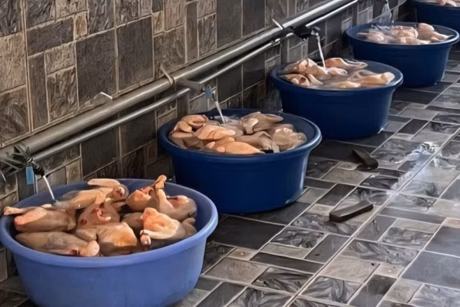 Đây là số thịt gà đang được Hợp tác xã rã đông bằng cách ngâm nước trước khi vận chuyển về các trường học.