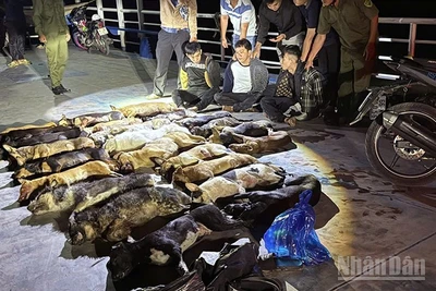 Tang vật được phát hiện trong đêm của các đối tượng trộm chó.