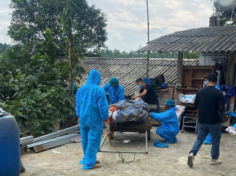 Tiêu hủy lợn bị bệnh tại xã Phù Ninh ngày 24/7.