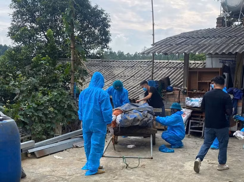 Tiêu hủy lợn bị bệnh tại xã Phù Ninh ngày 24/7.